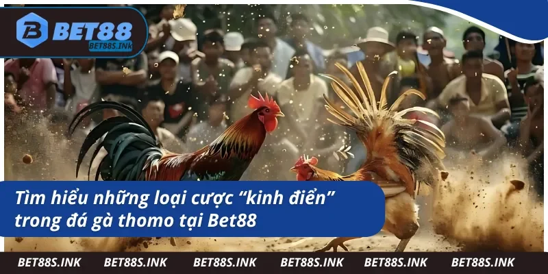 Những loại cược siêu phổ biến ở địa chỉ trường gà thomo