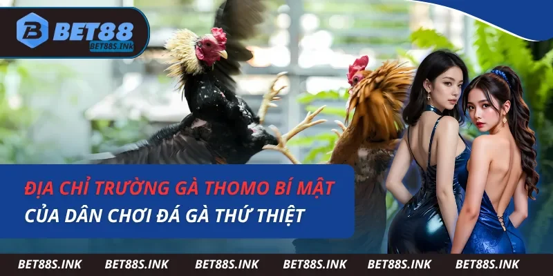 Địa Chỉ Trường Gà Thomo